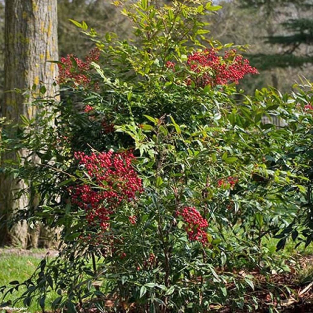 Nandina domestica - Bambou sacré