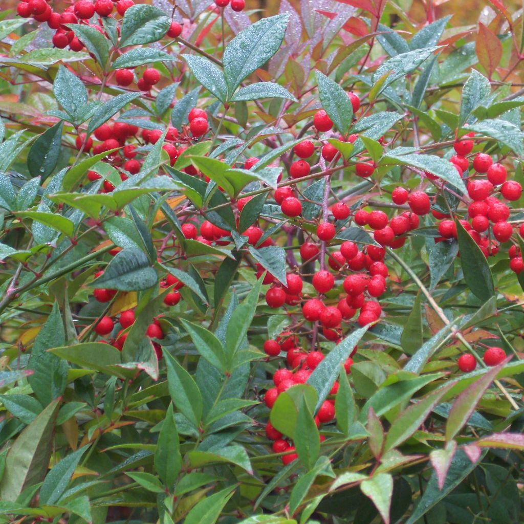 Nandina domestica - Bambou sacré