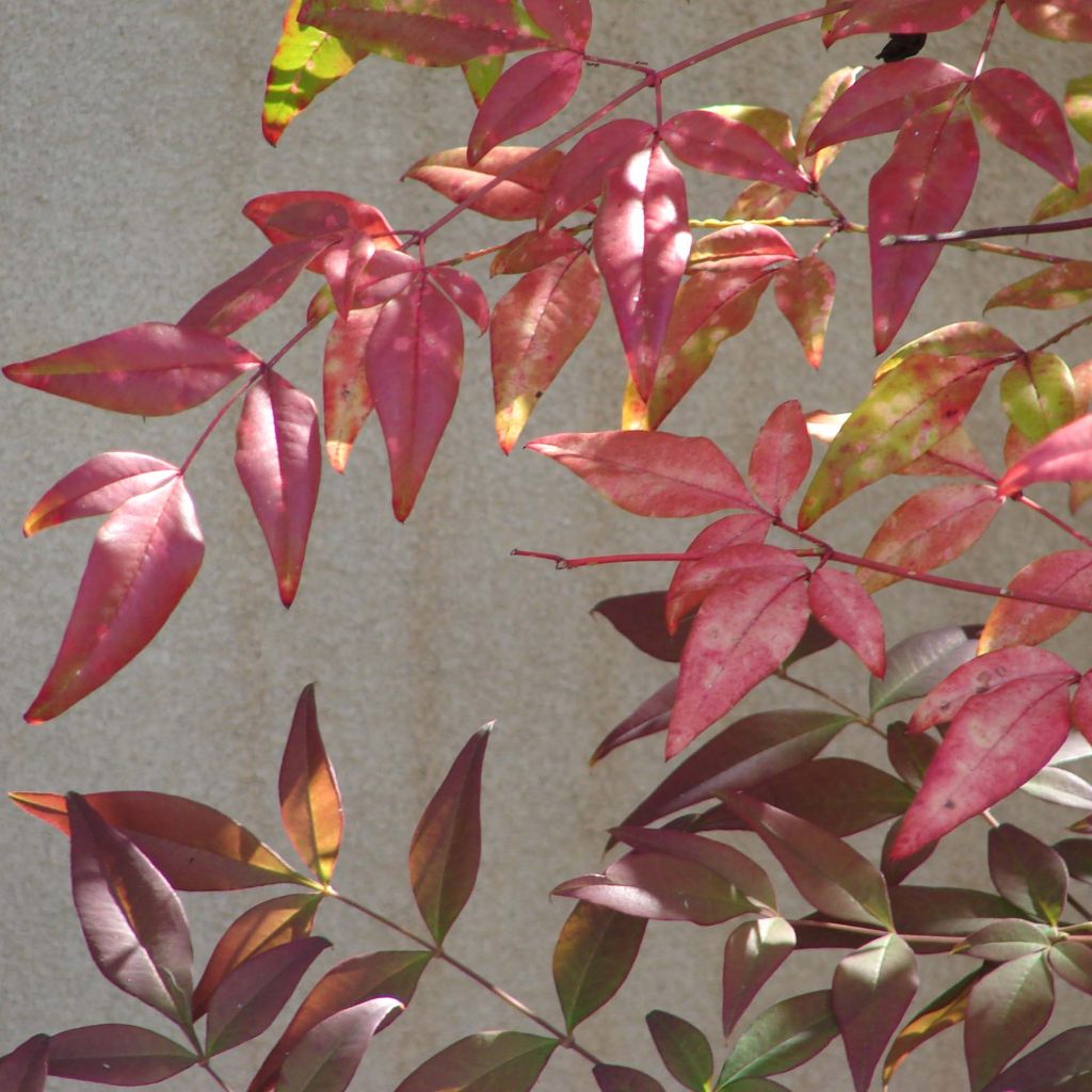 Nandina domestica - Bambou sacré