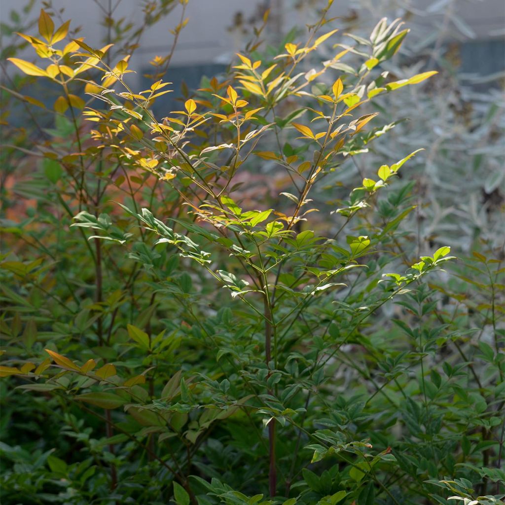 Nandina domestica - Bambou sacré