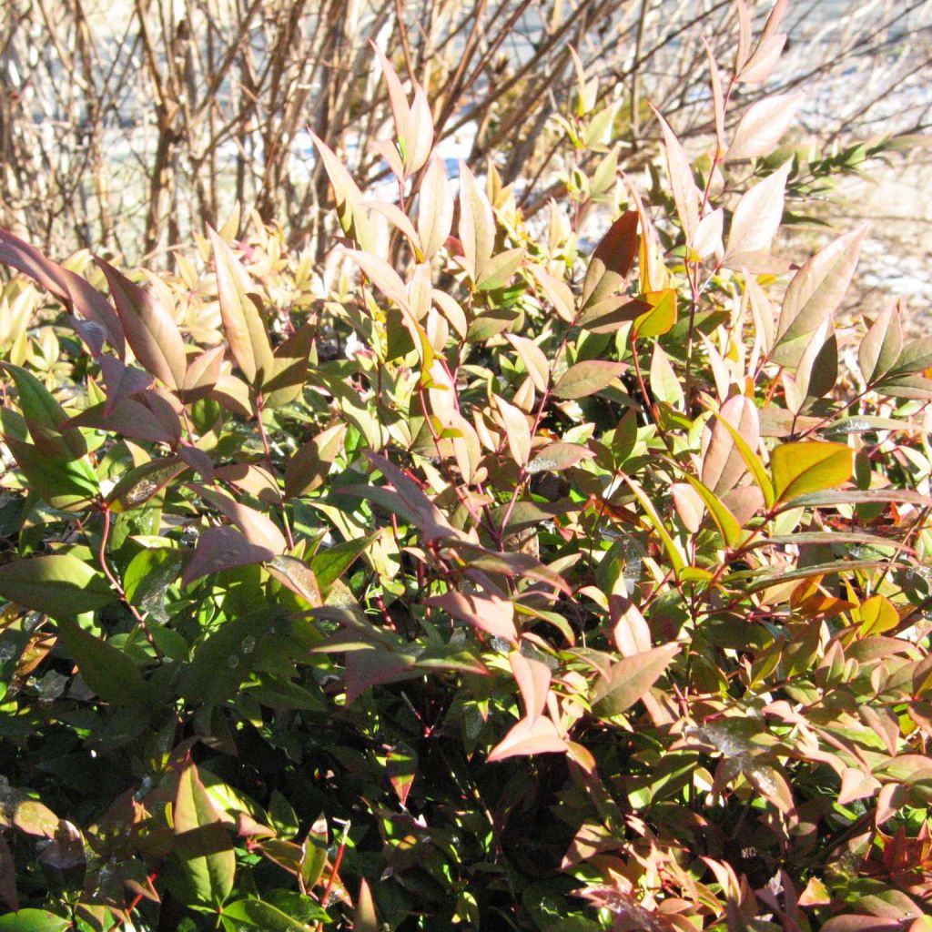 Nandina domestica Gulf Stream 