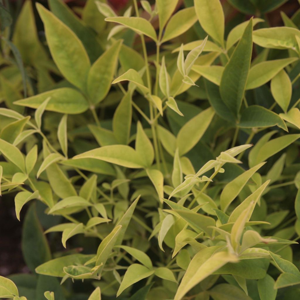 Nandina domestica Lemon Lime - Bambou sacré