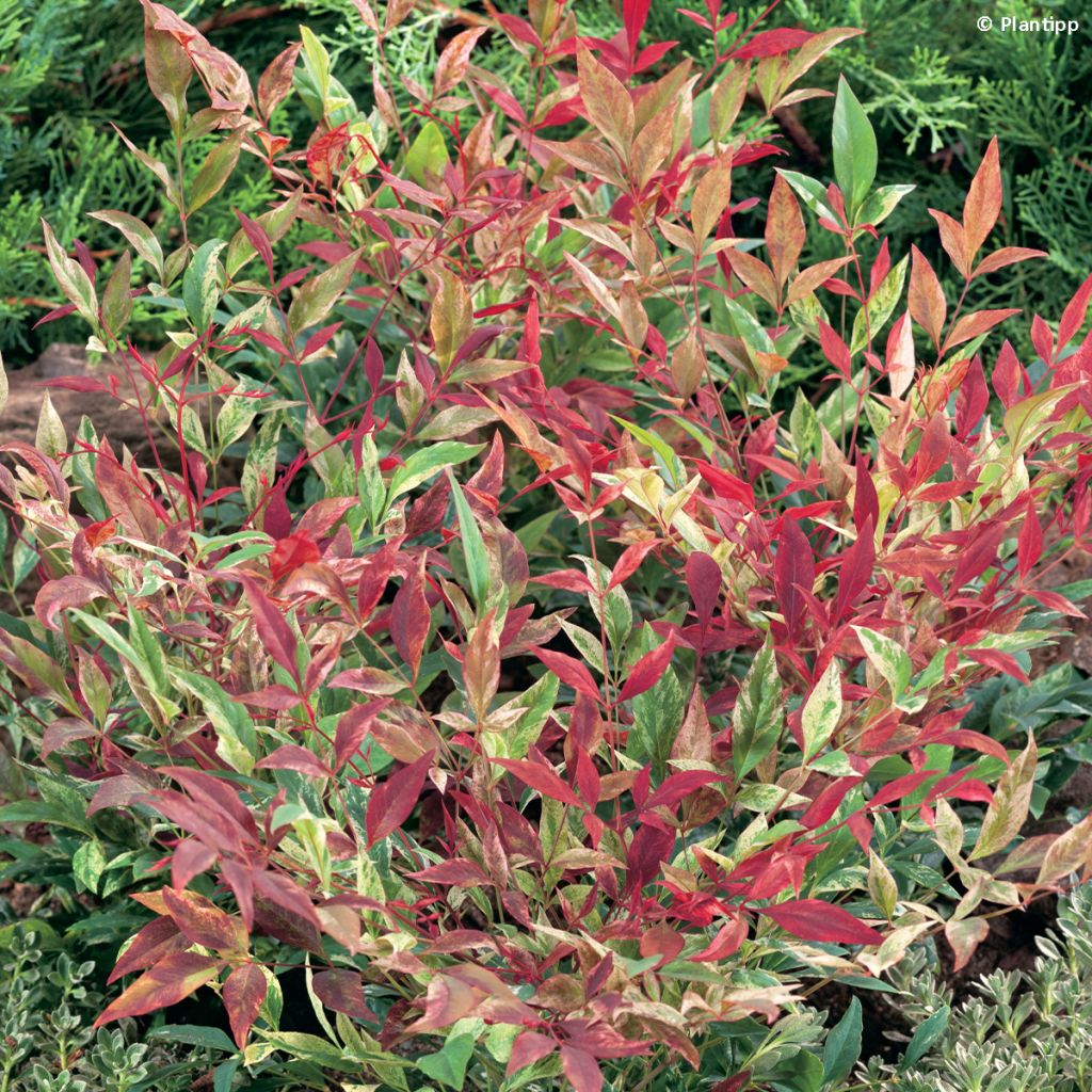 Nandina domestica Red Light - Bambou sacré nain (Arbustes)