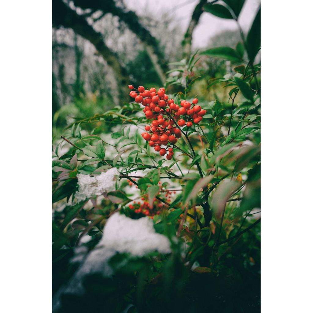 Nandina domestica Richmond - Bambou sacré