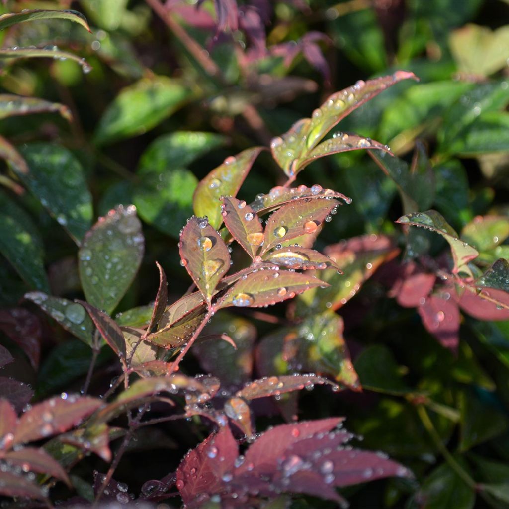 Nandina Obsessed Seika - Bambou sacré