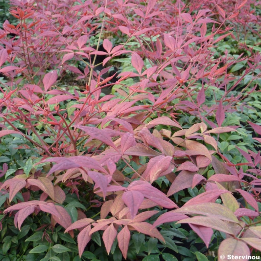 Nandina Obsessed Seika - Bambou sacré