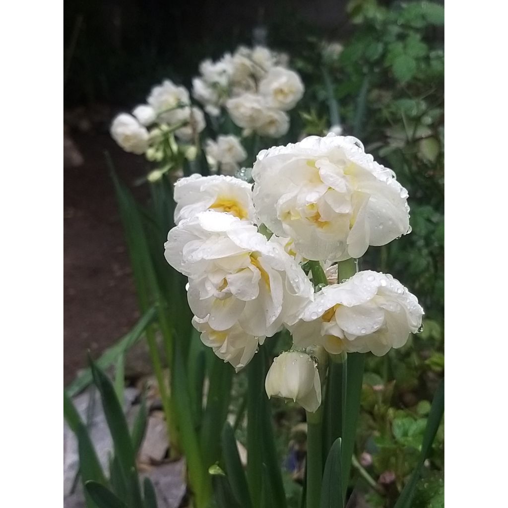 Narcisse Bridal Crown