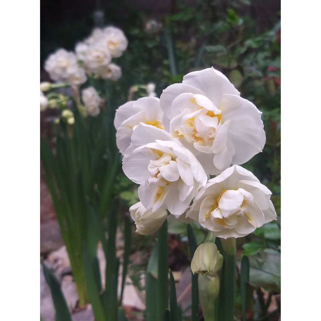 Narcisse Bridal Crown