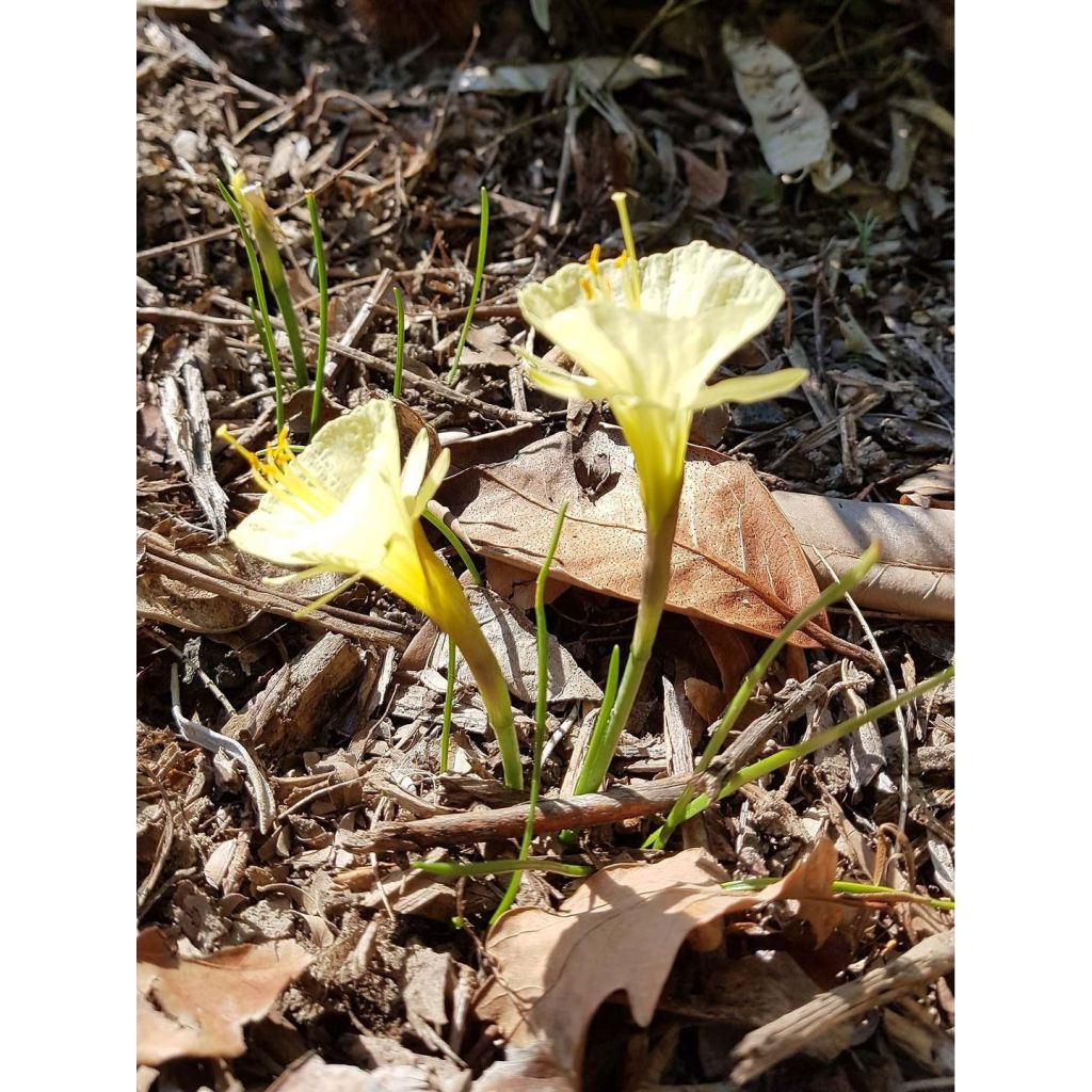 Narcisse bulbocodium Cantabricus (White)