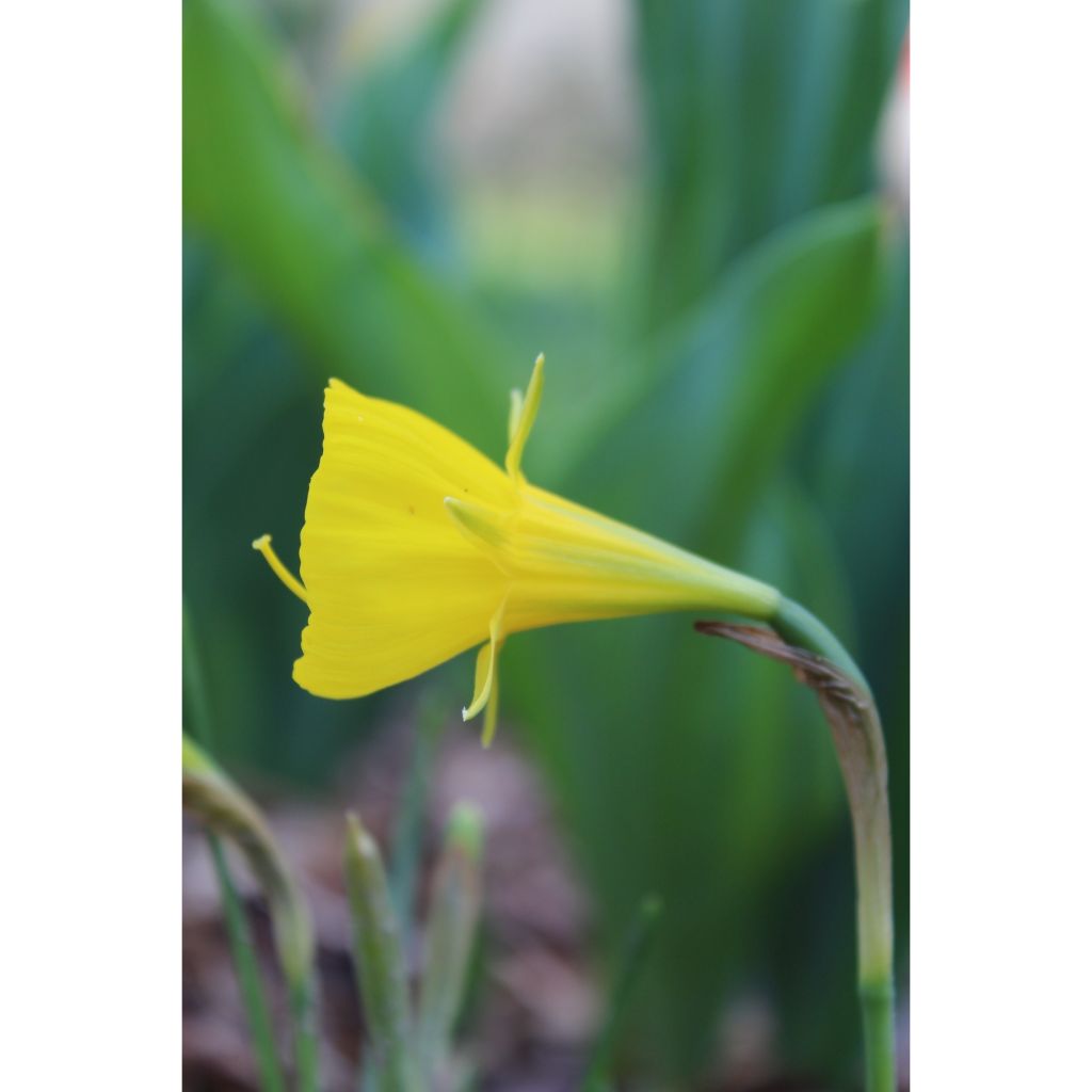 Narcisse bulbocodium Golden Bells