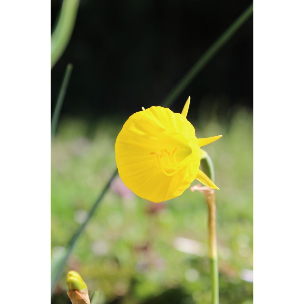 Narcisse bulbocodium Golden Bells