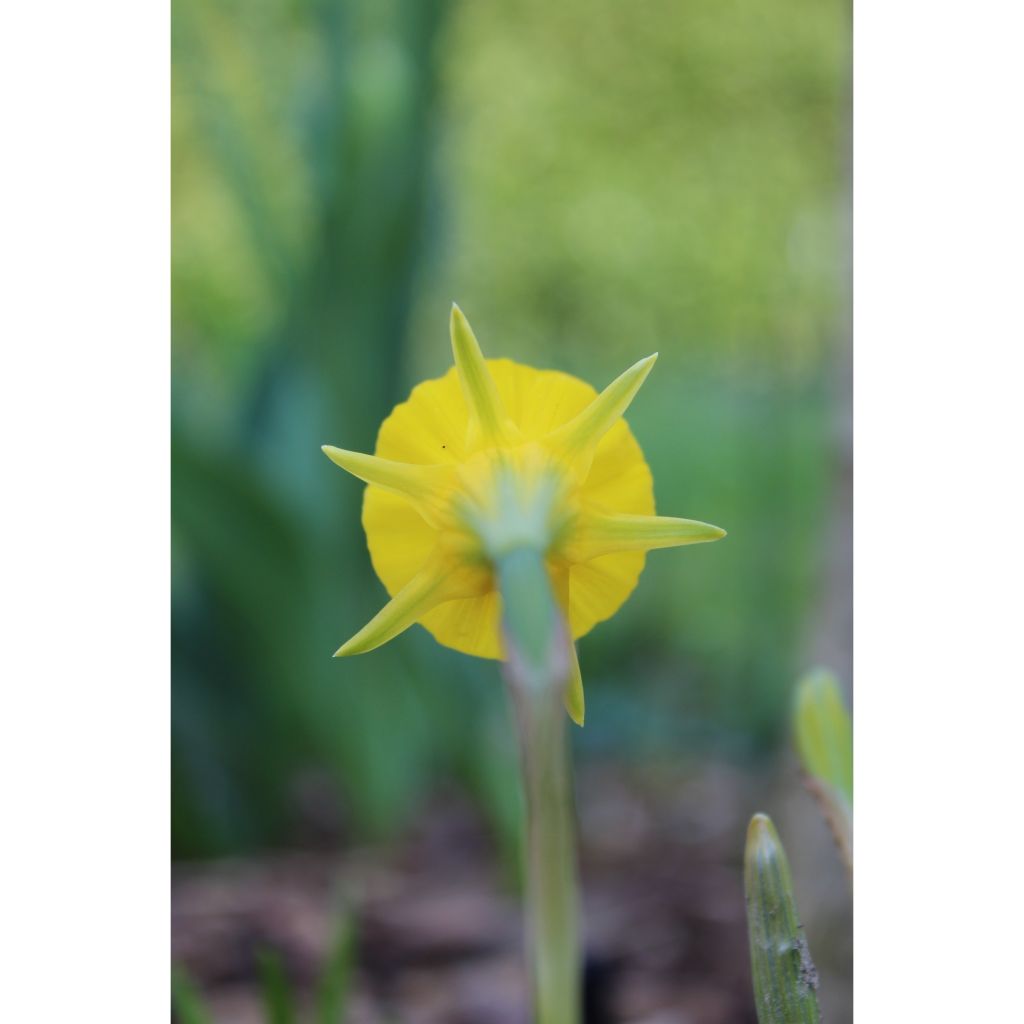 Narcisse bulbocodium Golden Bells