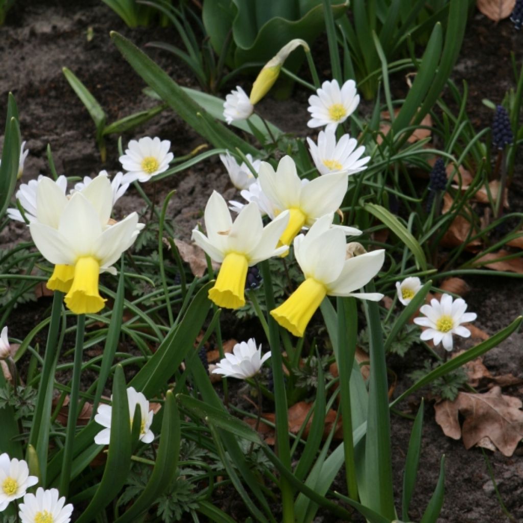 Narcisse cyclamineus Trena