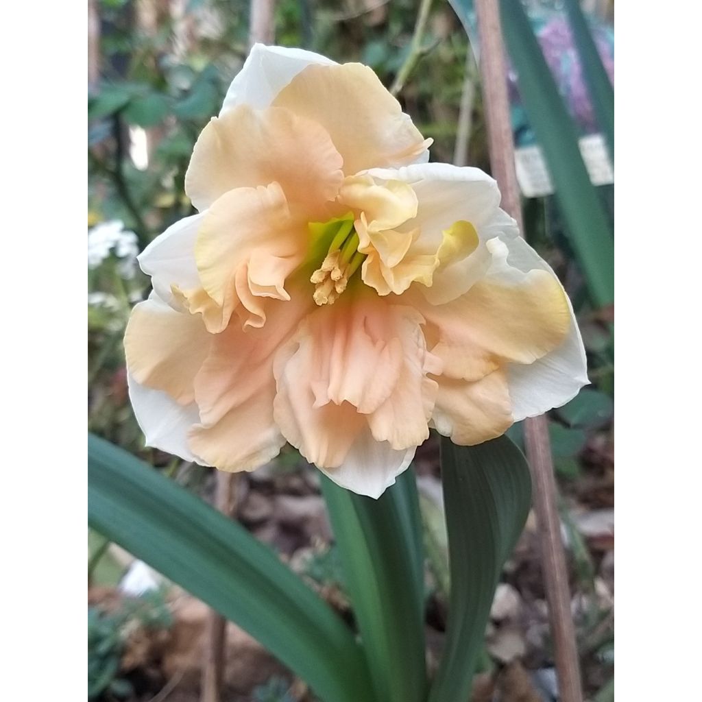 Narcisse papillon Apricot Whirl