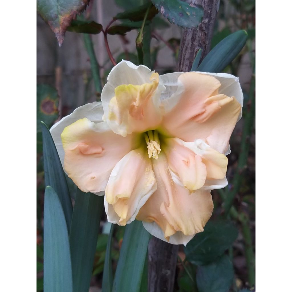 Narcisse papillon Apricot Whirl