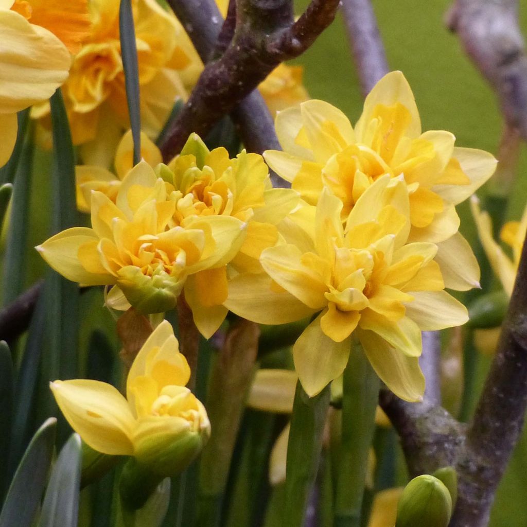 Narcisse Tête Bouclée