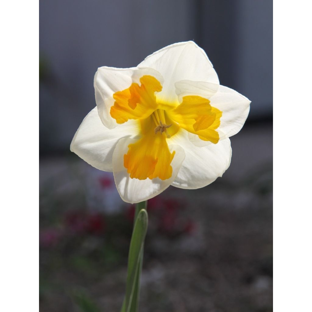 Narcisse Tricollet