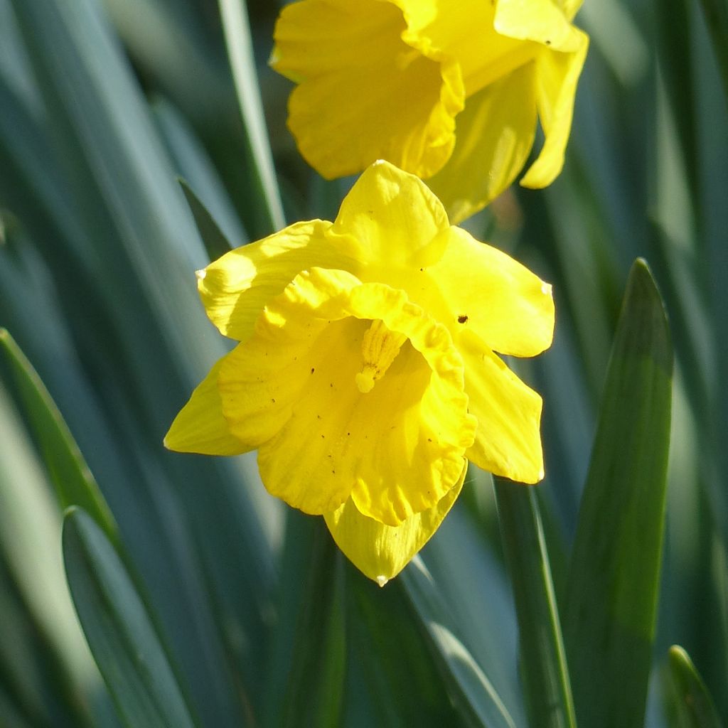 Narcisse Pseudonarcissus Obvallaris