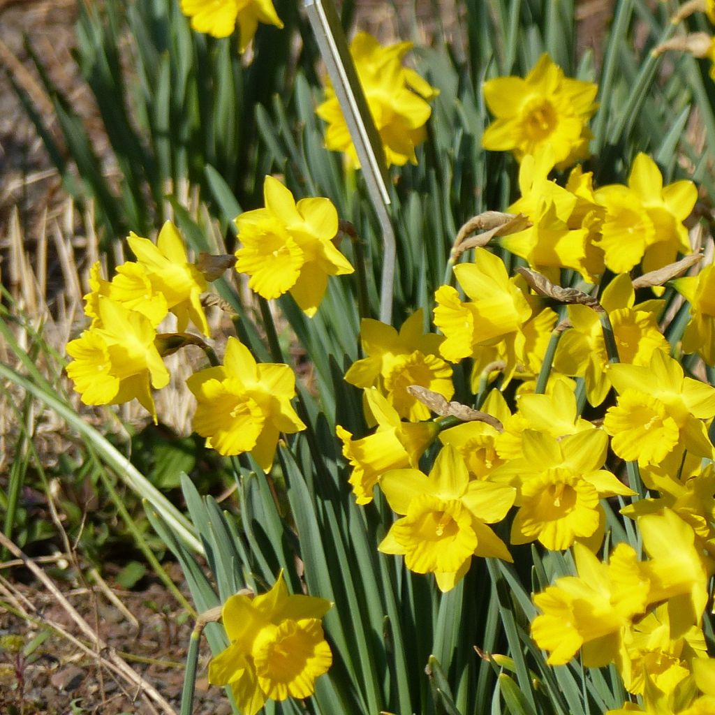 Narcisse Pseudonarcissus Obvallaris