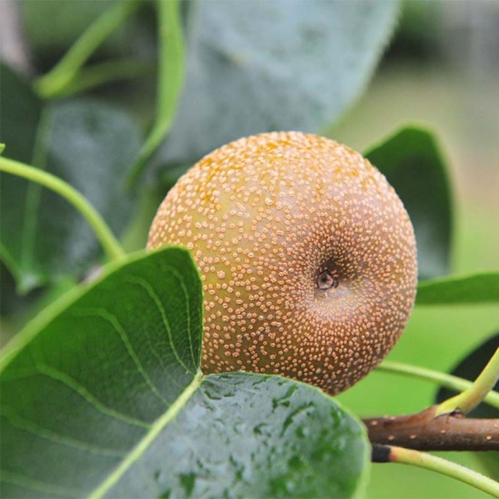 Nashi Nijisseiki - Pomme-poire