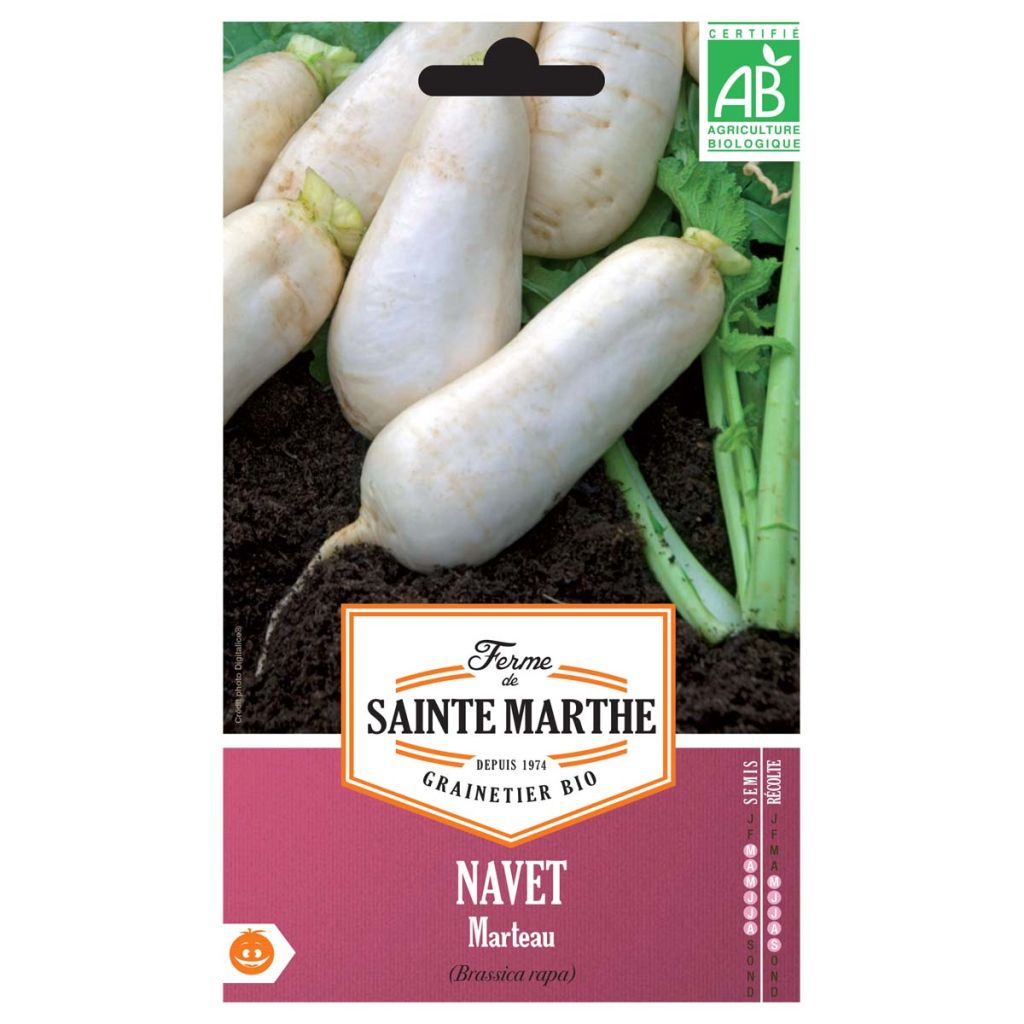 Navet marteau Bio - Ferme de Sainte Marthe