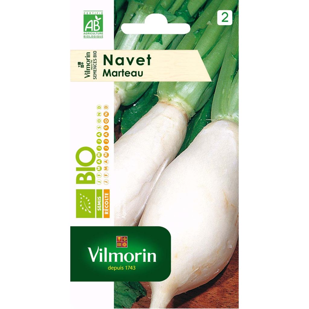 Navet Marteau Bio - Vilmorin 