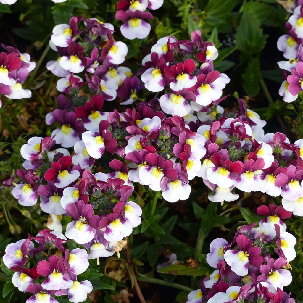 Nemesia Sunpeddle Painted Rose - Miroir des Elfes