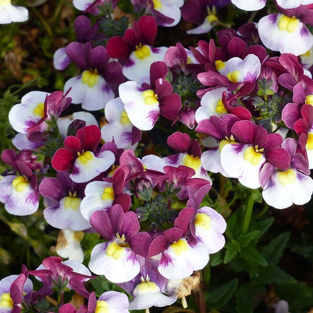 Nemesia Sunpeddle Painted Rose - Miroir des Elfes