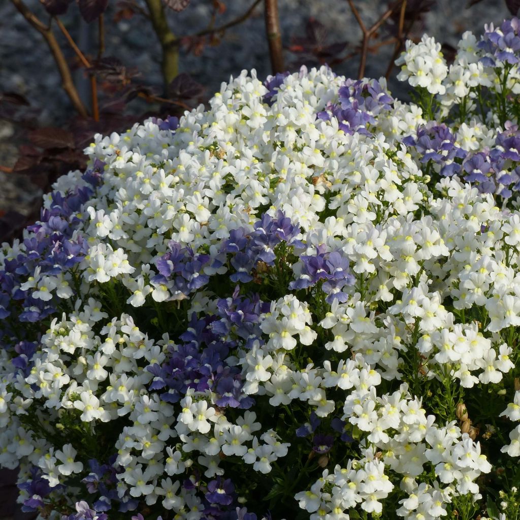 Nemesia Honey White - Sunpeddle White Perfume