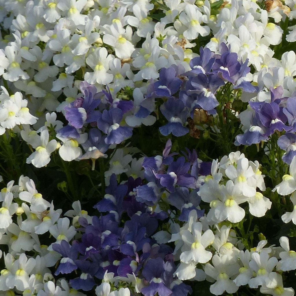 Nemesia Honey White - Sunpeddle White Perfume