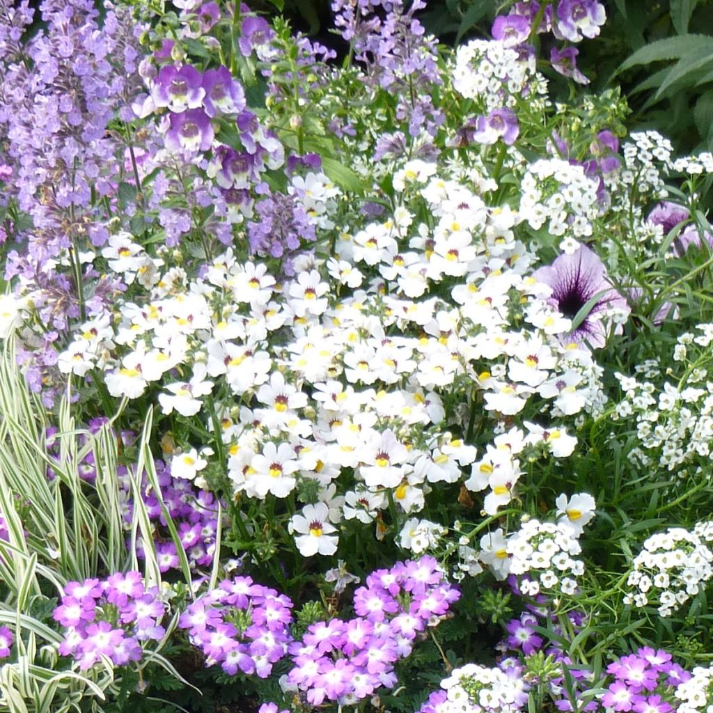 Nemesia sunsatia Anona