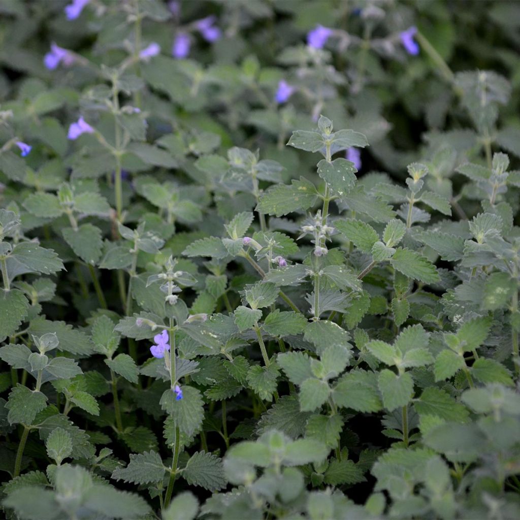 Nepeta faassenii Six Hill s Giant