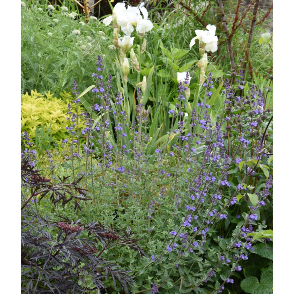 Nepeta faassenii Walker's Low