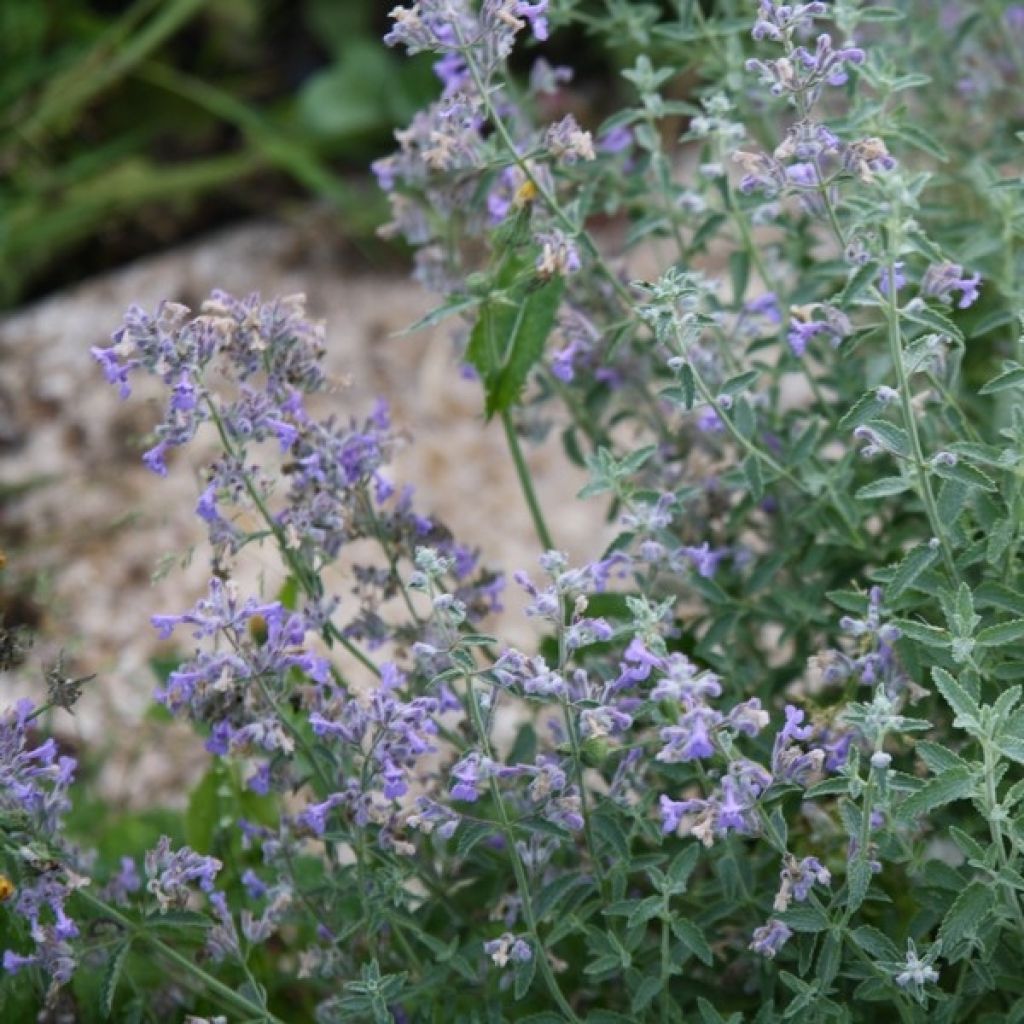 Nepeta mussinii (racemosa) - Chataire