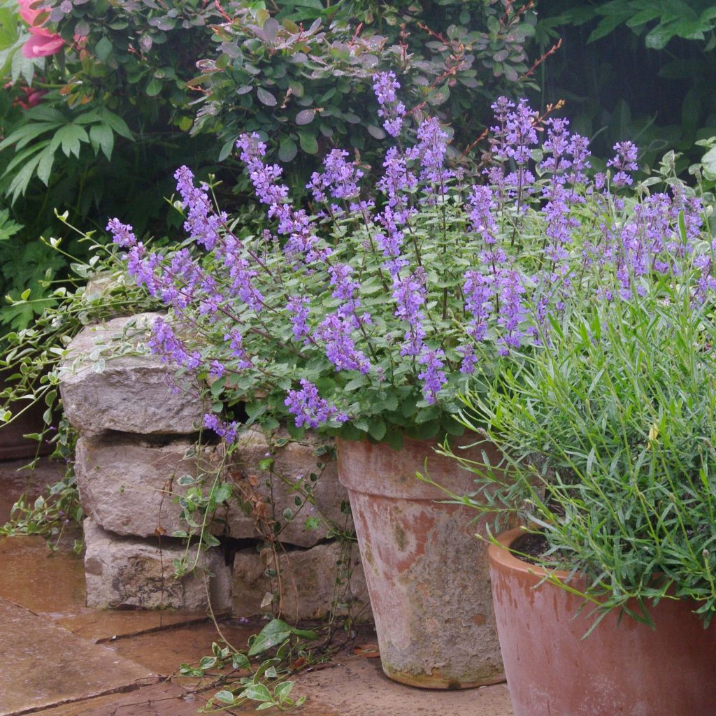 Nepeta Purrsian Blue - Chataire