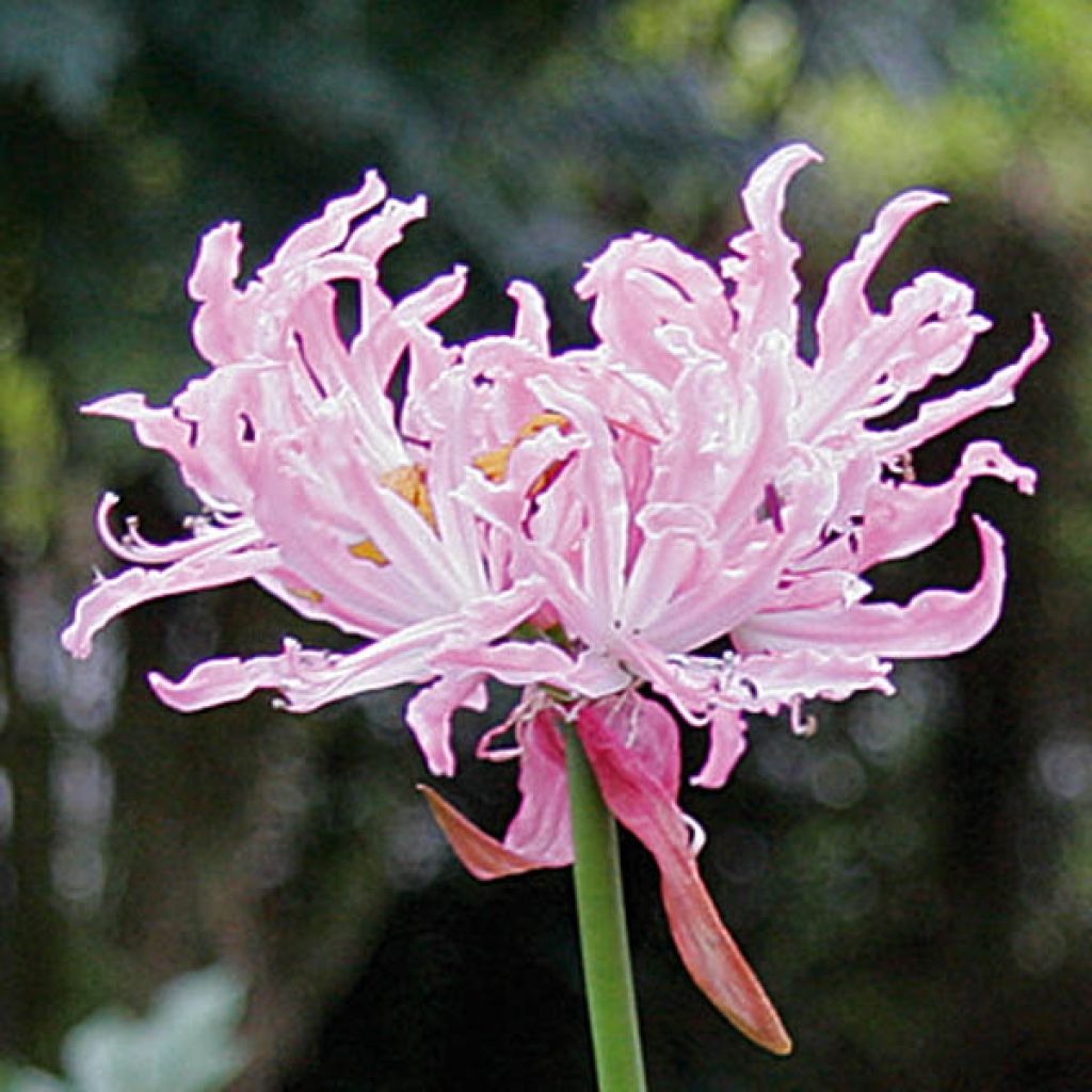 Nerine Flexuose Rose