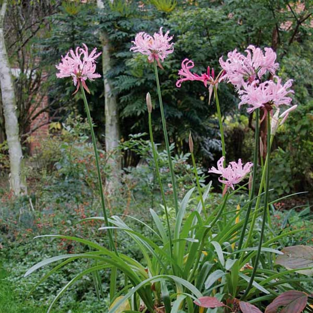 Nerine Flexuose Rose