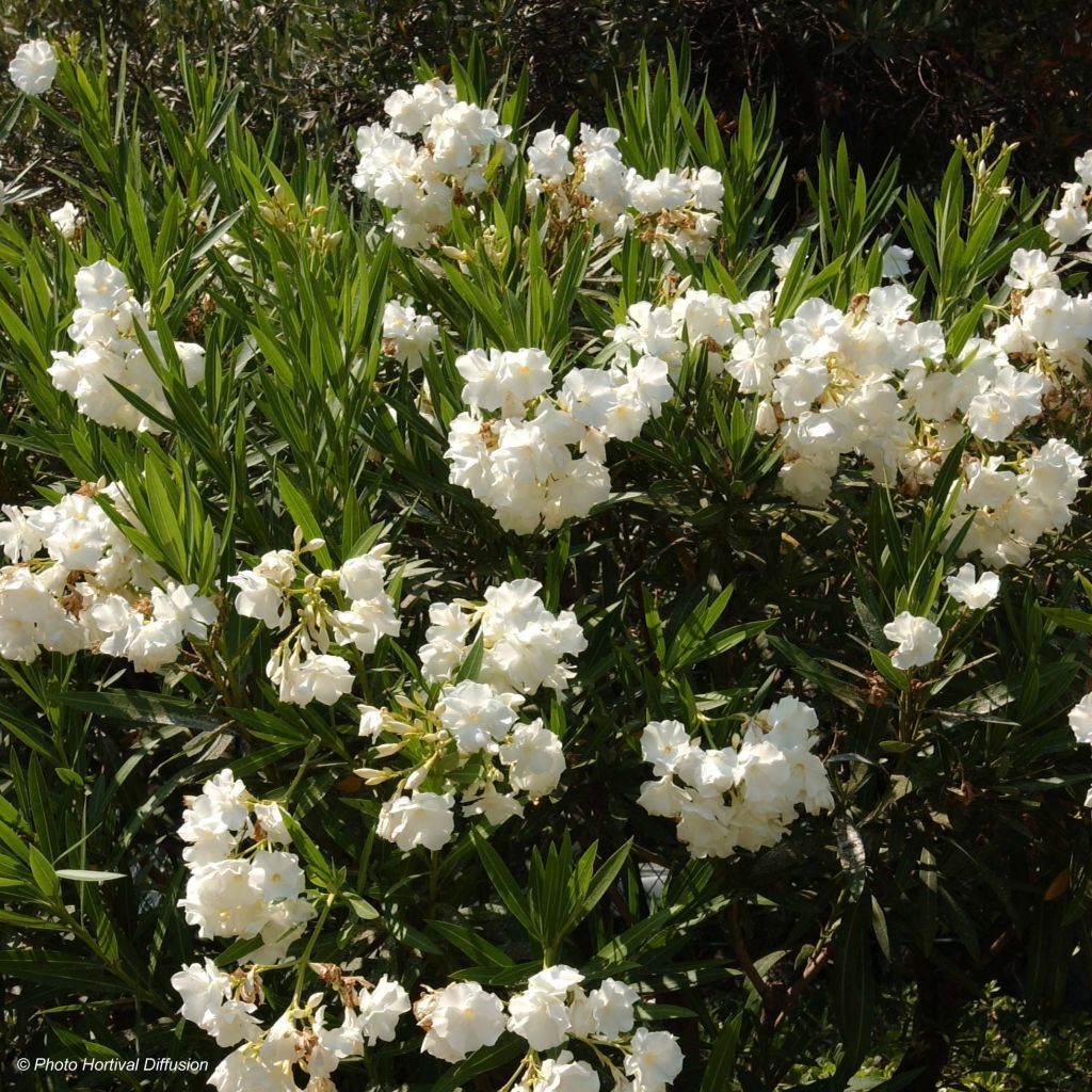 Laurier rose - Nerium oleander Blanc