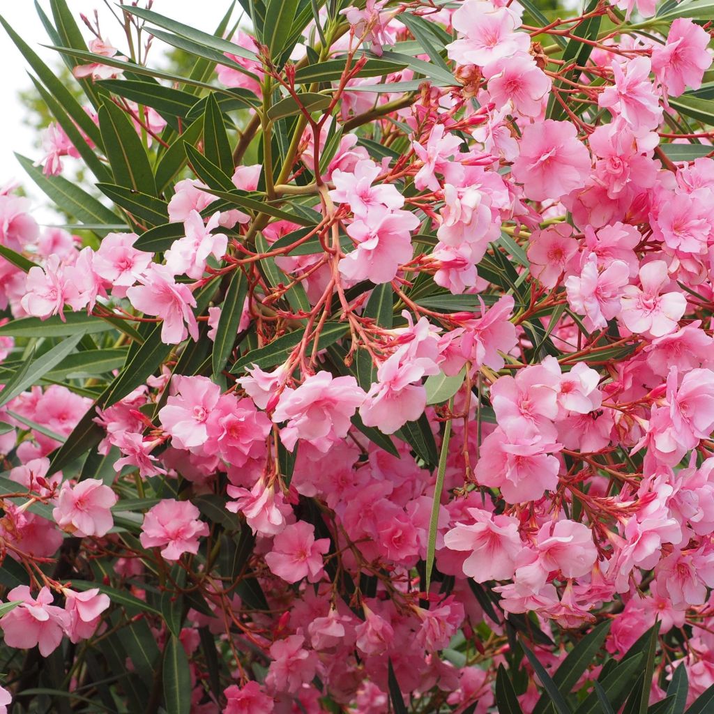 Laurier rose double Roseum Plenum - Nerium oleander