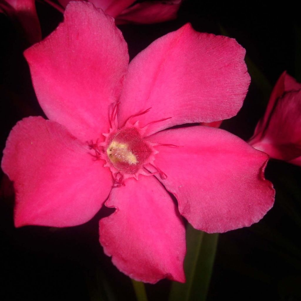 Laurier rose - Nerium oleander Rouge Simple