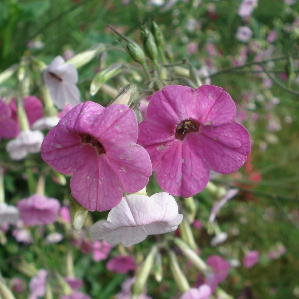 Tabac d'ornement - Nicotiana Marshmallow