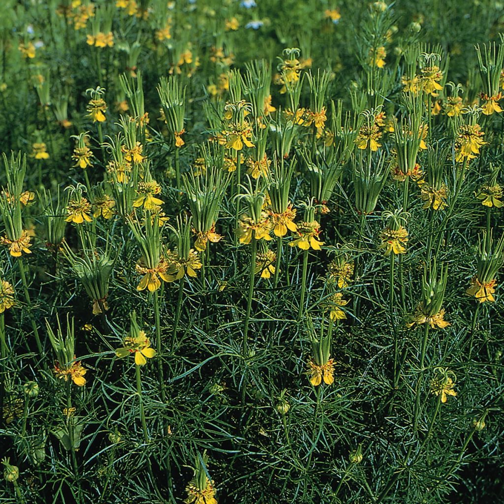 Graines de nigelle d'Orient Transformer - Nigella orientalis