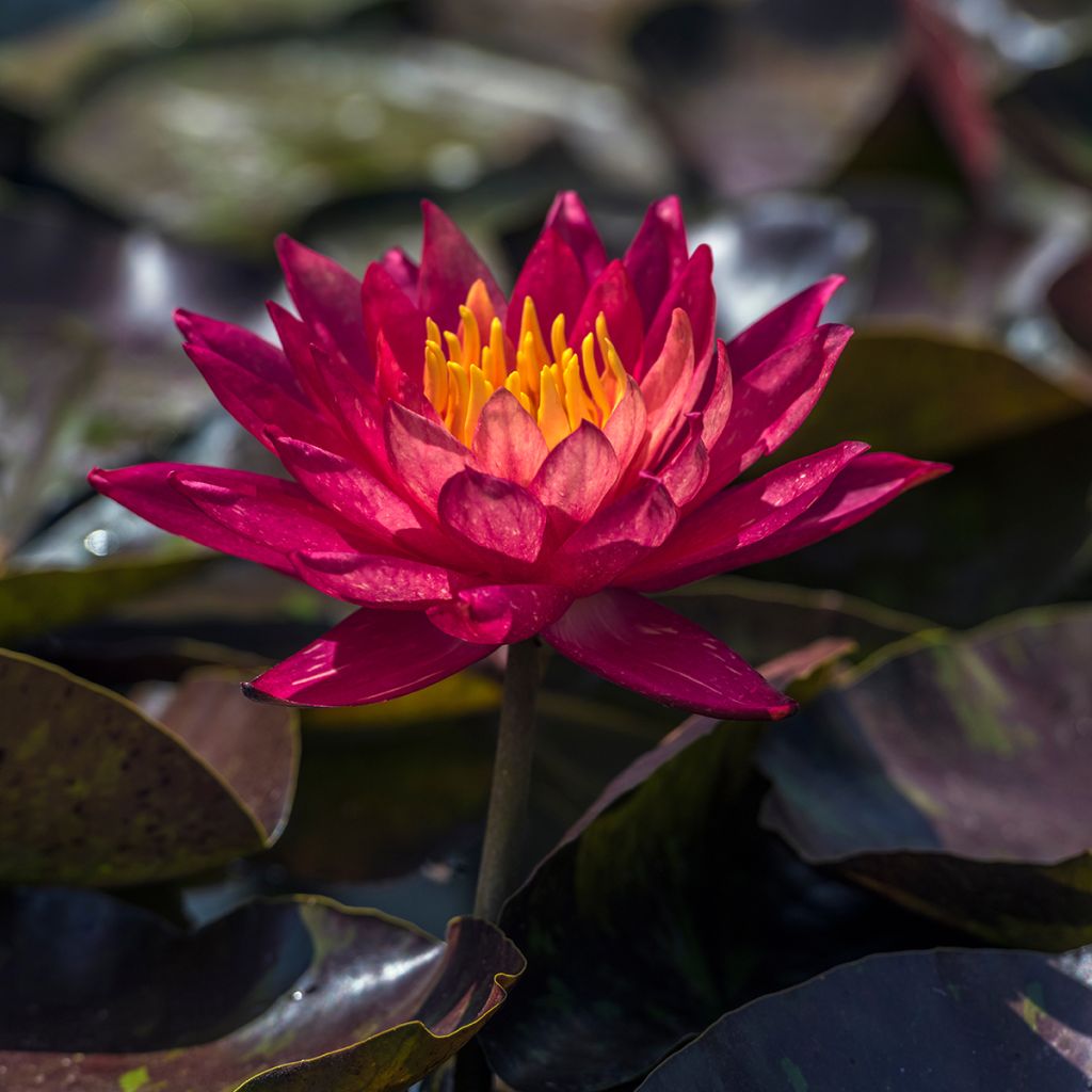 Nymphaea Marliacea Rubra Punctata - Nénuphar rustique rouge