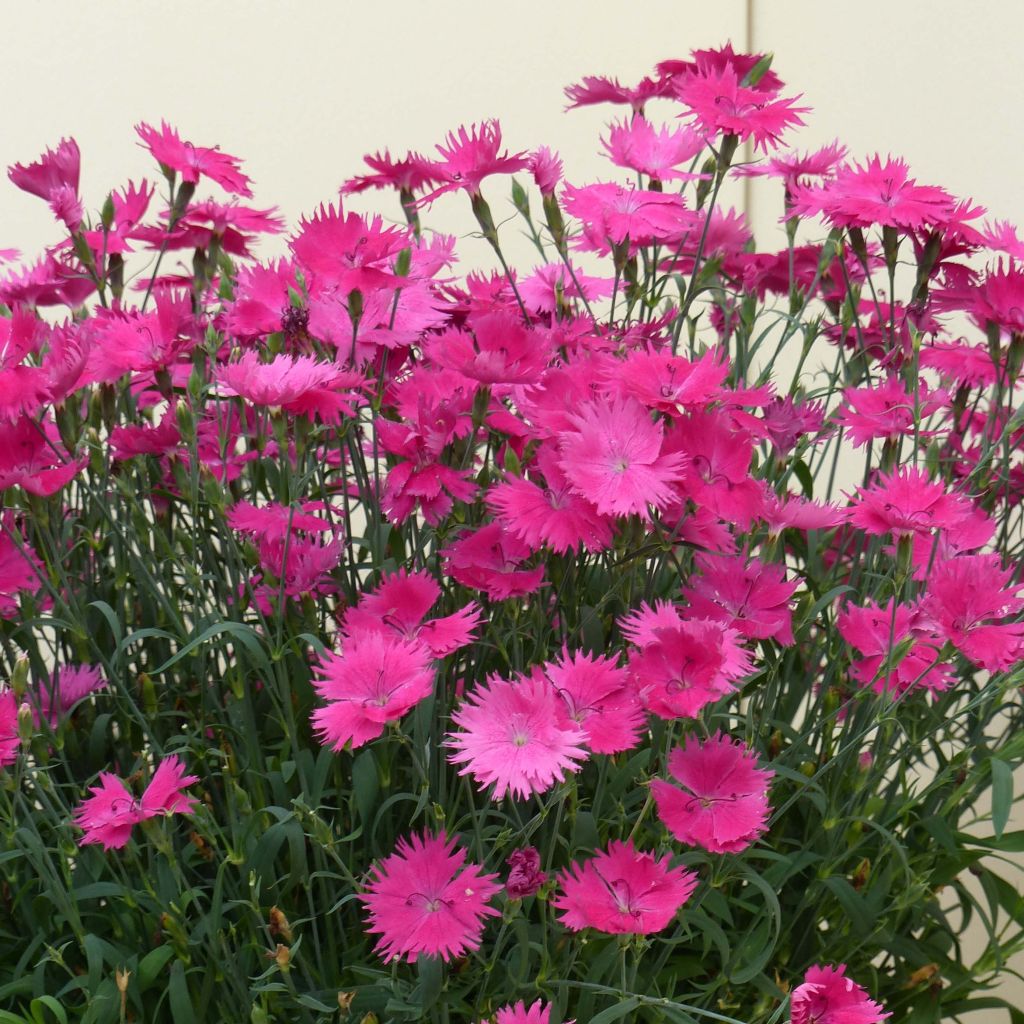 Oeillet annuel - Dianthus Suntory Pink (Mini-mottes)