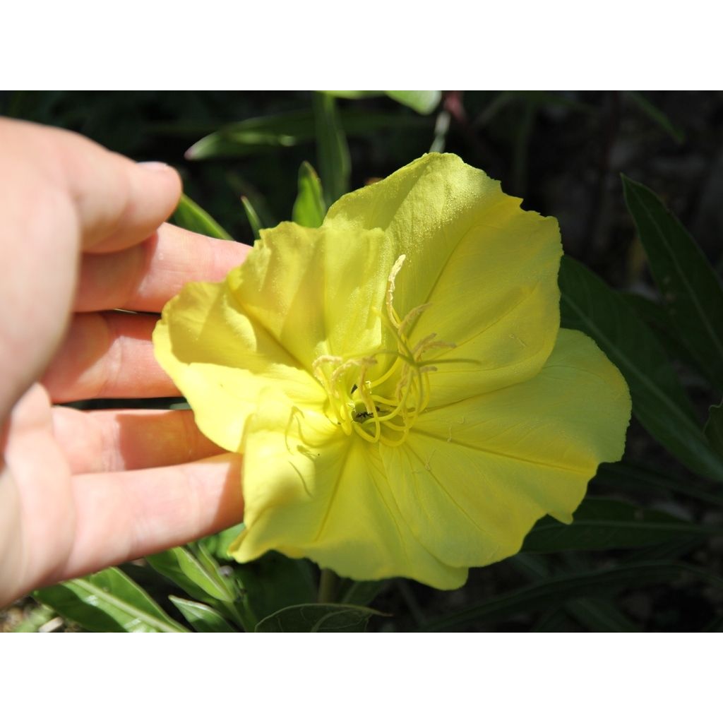 Oenothera missouriensis - Onagre du Missouri