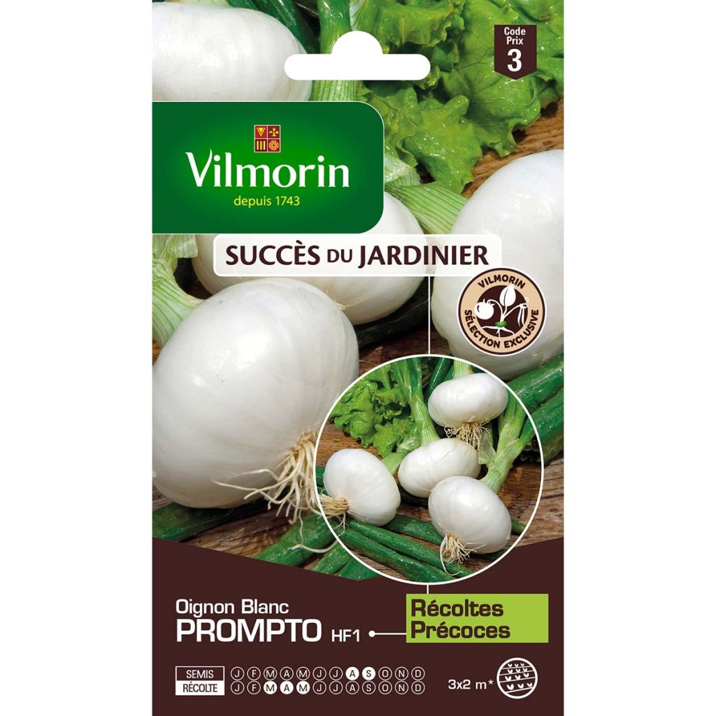 Oignon blanc Prompto HF1 (Obt.Vilmorin)  - Vilmorin