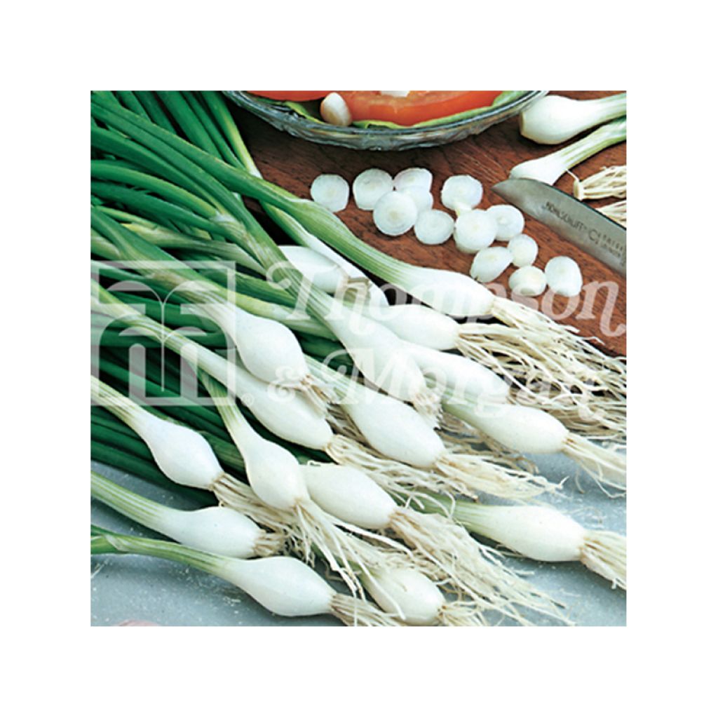 Oignon de printemps Cipollotto Blanca de Lisboa (blanc de Lisbonne) - Allium cepa