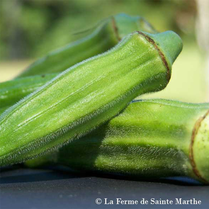 Okra Gombo Clemson Spineless NT Ferme De Sainte Marthe Hibiscus Okra Gombo Clemson Spineless NT Ferme De Sainte Marthe Hibiscus