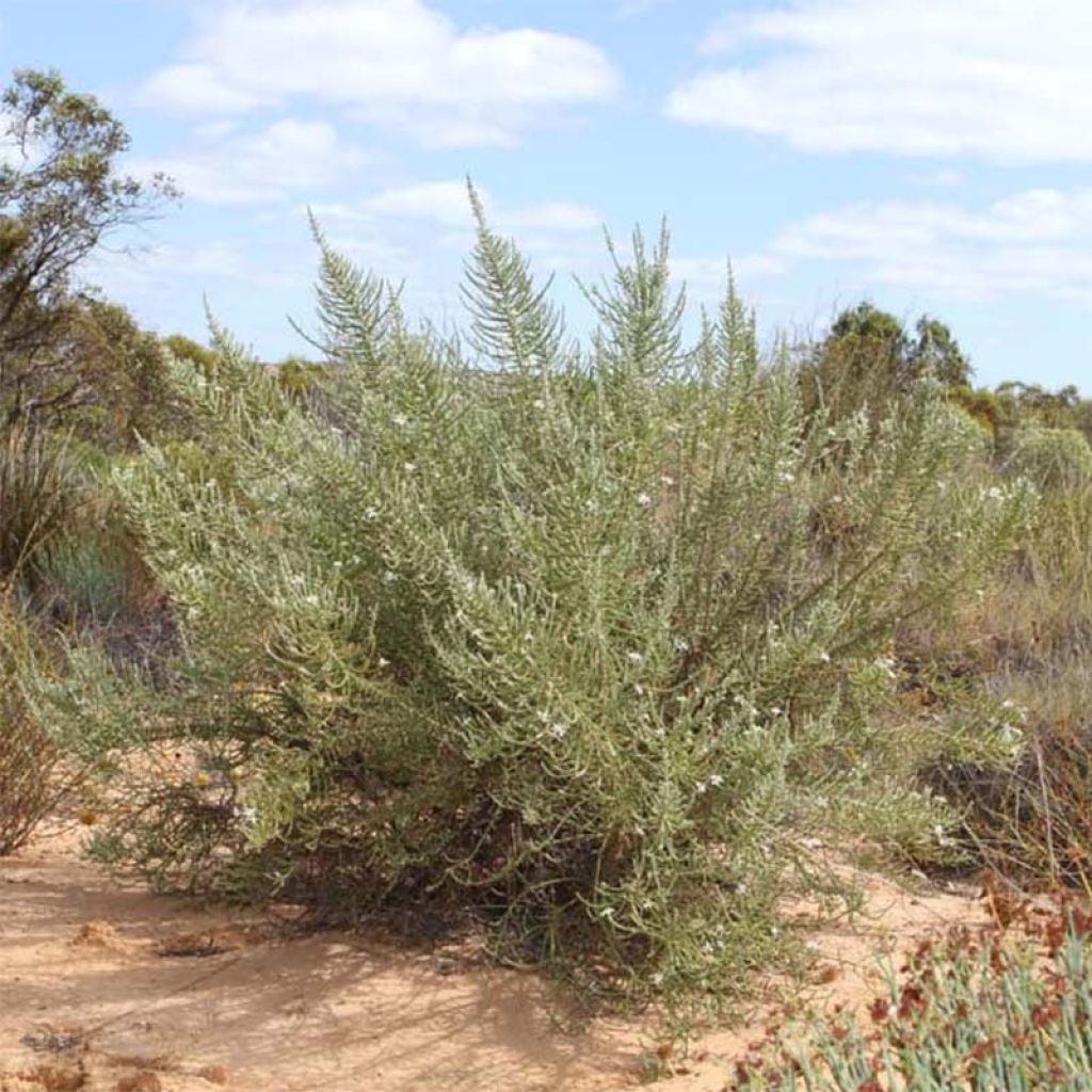 Olearia lepidophylla