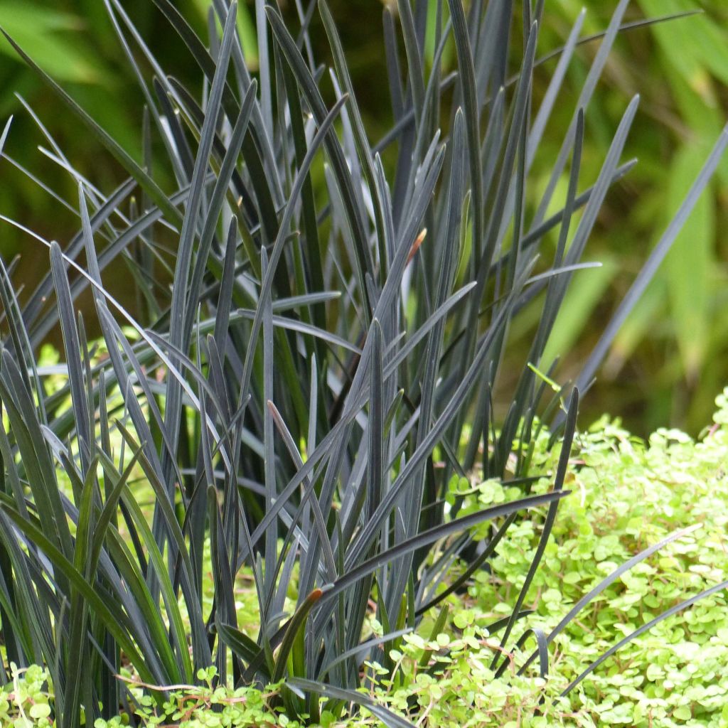 Ophiopogon Hosoba Kokuryu